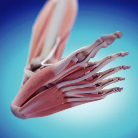 Echographie Musculo-Squelettique du Pied