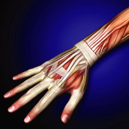 Ultrasound of the Wrist and the Hand