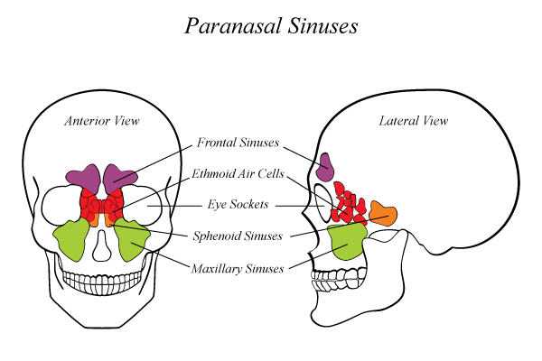 X-Ray Positioning: Paranasal Sinuses
