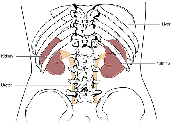 Kidney Anatomy and Physiology - ct scan renal protocol