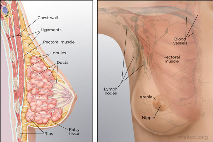 Breast Anatomy and Physiology in breast CT scan