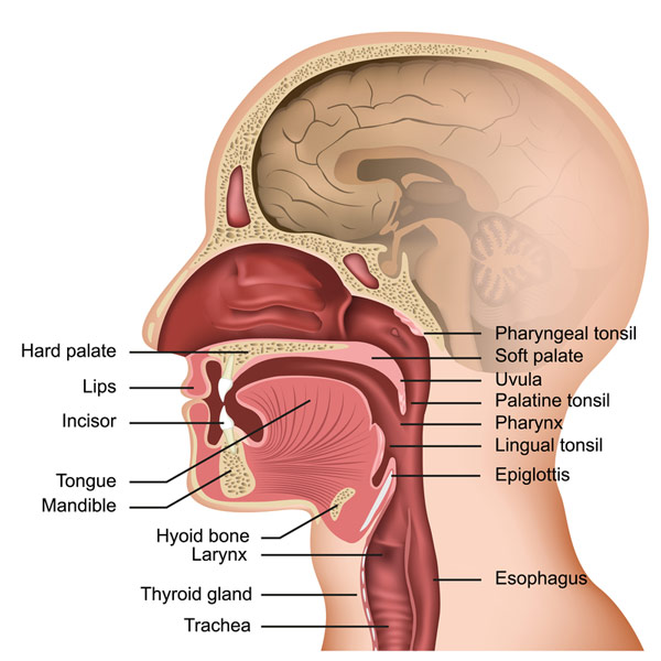 Laryngeal Anatomy 1