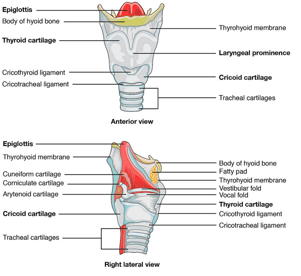 Laryngeal Anatomy 2