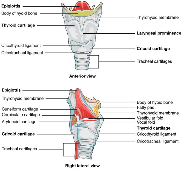 Figure, Median nerve Image courtesy S Bhimji MD] - StatPearls - NCBI  Bookshelf