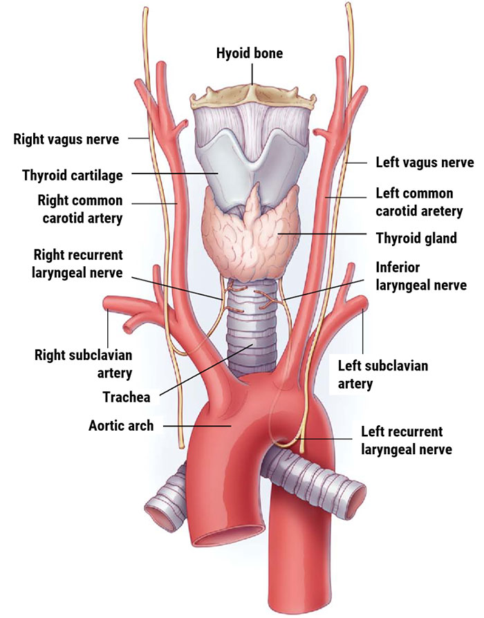 Laryngeal Anatomy 3